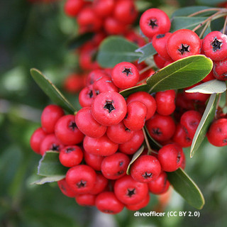 Pyracantha 'Saphyr Rouge' - 2ltr