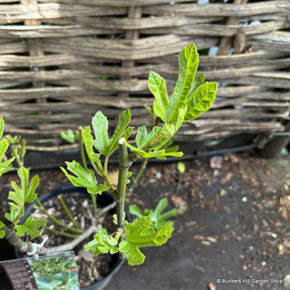 Ficus carica 'Little Miss Figgy' (Fig) 7.5L