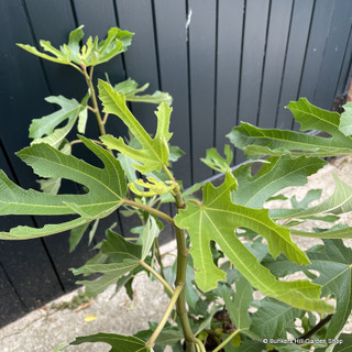 Ficus carica 'Little Miss Figgy' (Fig) 7.5L