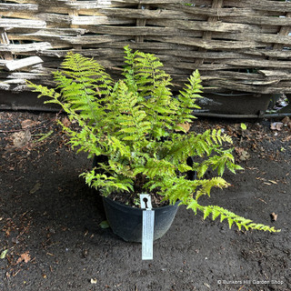 Polystichum braunii 5L