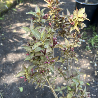 Weigela florida 'Victoria' - 3ltr pot