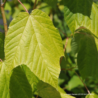 Acer pensylvanicum 175/200cm