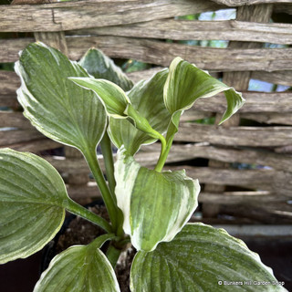 Hosta 'Albomarginata' 2L