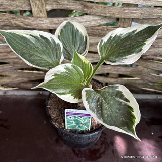 Hosta 'fortunei 'Minuteman' 2L