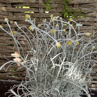 Helichrysum 'Silver ball' 3L