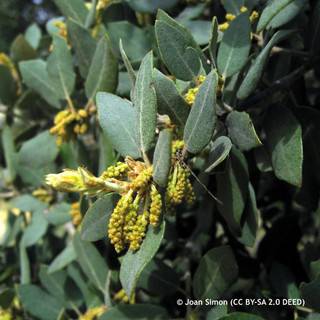 Quercus ilex (Holm Oak) 6/8cm