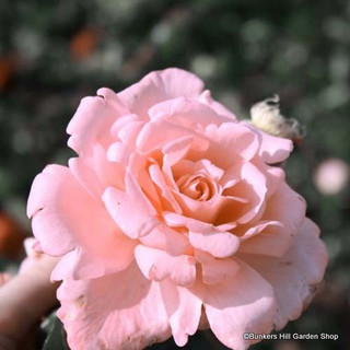 Rose 'Felicia' 3L