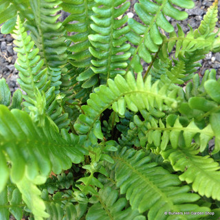 Blechnum spicant (Fern) S+