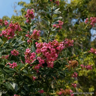 Escallonia 'Peach Blossom' - 2ltr