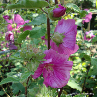 Lavatera 'Bredan Springs' 3L