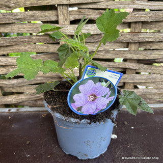 Lavatera clementii 'Lilac Lady' 3L