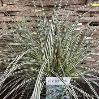 Carex 'Everest' p19