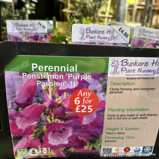 Penstemon 'Purple Passion' 1ltr pot