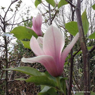 Magnolia 'Heaven Scent' standard