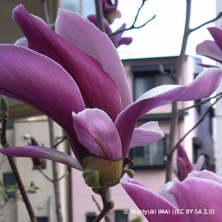 Magnolia x brooklynensis 'Black Beauty' 80cm (5L)