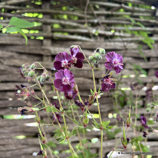 Geranium phaeum 5L