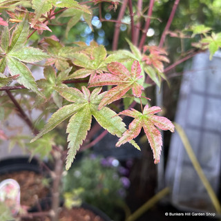 Acer 'Deshojo' 3L
