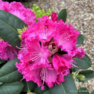 Rhododendron 'Germania' 15L