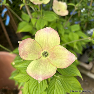 Cornus 'Stellar pink' 125-150cm (20L)