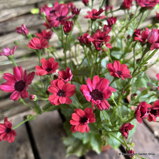 Senetti - red