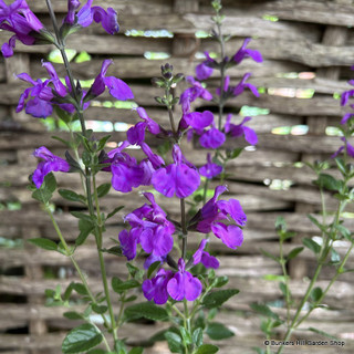 Salvia Mixed varieties