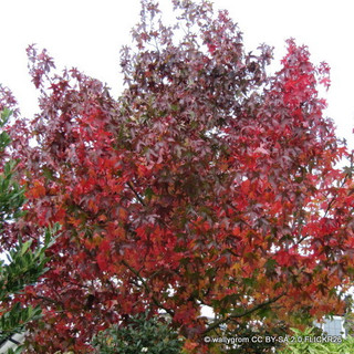 Liquidambar styr. 'Lane Roberts' (Sweet Gum) 10/12cm