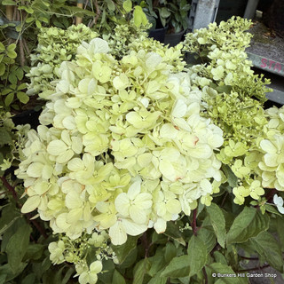 Hydrangea pan. 'Diamont Rouge' 30L