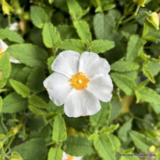 Cistus corbariensis 10L