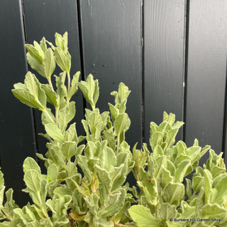 Cistus pulverlentus Sunset 3L