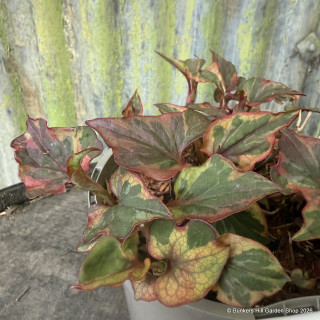 Houttuynia cordata 'Chameleon' 1 ltr