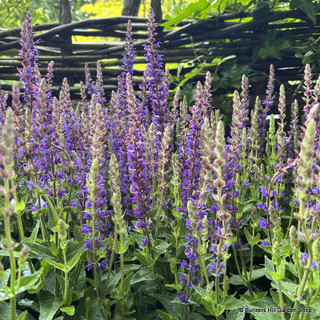 Salvia nemorosa 'Ostfriesland' 3L