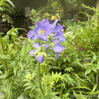 Polemonium caeruleum 1.5L