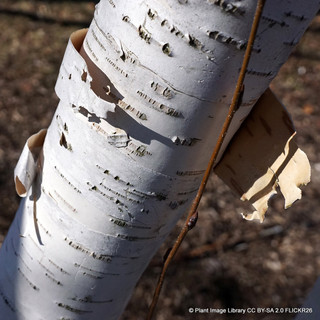 Betula Jacquemontii multi-stem (Himalayan Birch) 200-250cm (45ltr)
