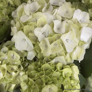 Hydrangea macro - various colours