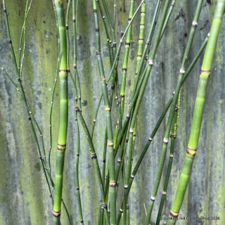 Equisetum hyemale 3 ltr
