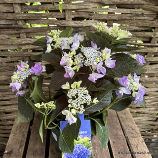 Hydrangea Macrophylla -Blue