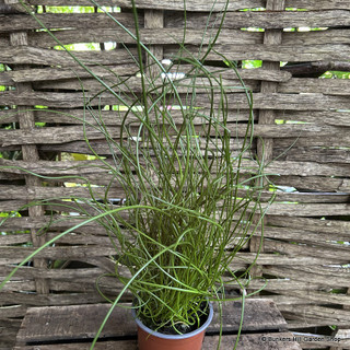 Juncus (spiral grass) 2L