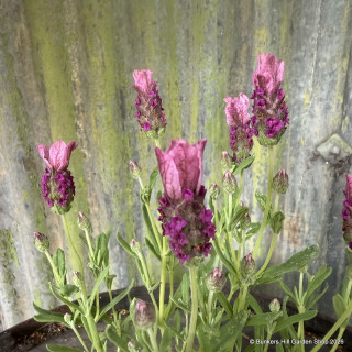 Lavandula stoechas LavLov 'Deep Pink' 1ltr
