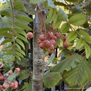 Sorbus vilmorinii (Vilmorin's Rowan) BAREROOT