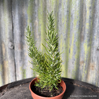 Rosemary 'Green Ginger' 11cm