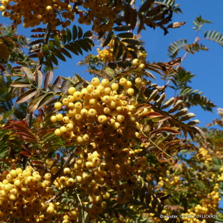 Sorbus 'Joseph Rock' (Rowan) BAREROOT