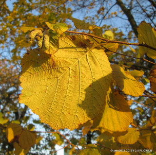 Corylus avellana (Hazel) 125-150cm 5ltr
