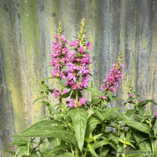 Lythrum 'Robert'