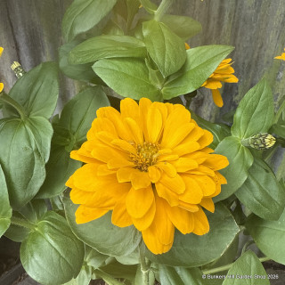 Zinnia