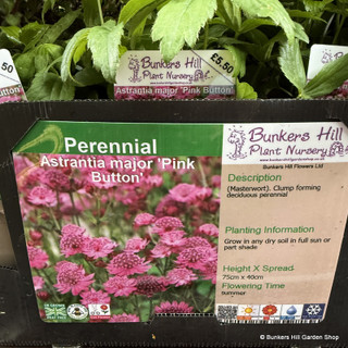Astrantia major 'Pink Button' 1ltr pot