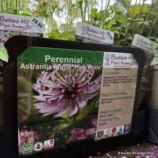 Astrantia major 'Pink Pride' 1ltr pot