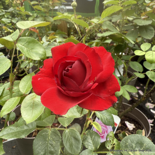 Dublin Bay - Climbing Rose