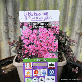 Sedum 'Bertram Anderson' 3L
