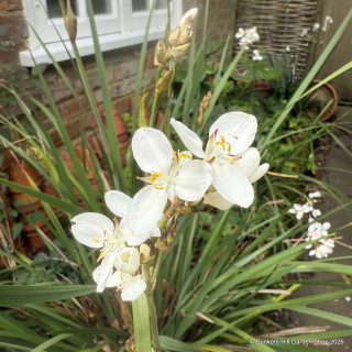 Libertia grandiflora