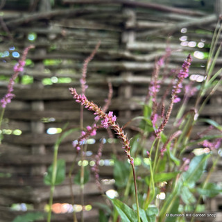 Persicaria amplex. 'Pink Elephant'